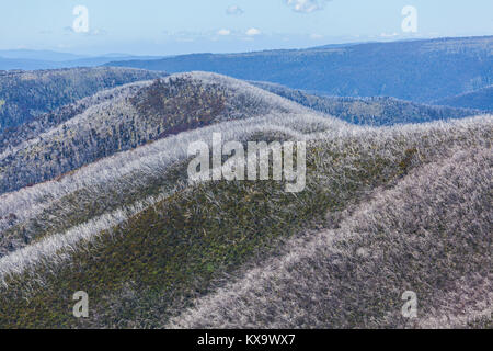 Les arbres secs sur le dessus de collines dans la région de Alpes australiennes, Victoria, Australie Banque D'Images