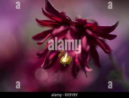 Aquilegia vulgaris var. stellata fleur rouge Barlow macro avec un fond en rouge jaune violet Banque D'Images