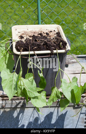 Les jeunes plantes haricot en attente d'être repiqués ayant été cultivées à partir de graines sur formateurs racine Banque D'Images