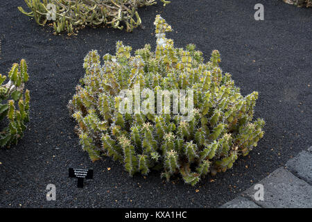 Euphorbia barnardii, jardin de cactus, Guatiza, Lanzarote, îles Canaries, Espagne. Banque D'Images