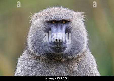 Babouin homme désirant tout droit à vous, sérieux et dangereux regard de colère,octobre 2017 Parc national de Nakuru, Kenya, Africa Banque D'Images