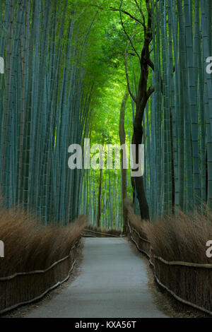 Un chemin à travers une forêt de bambous à Arashiyama, à Kyoto, au Japon. L'automne. Banque D'Images