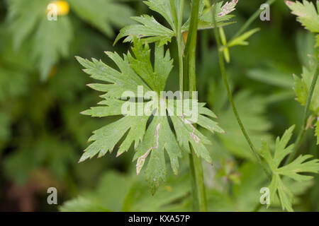 Hahnenfuß Hahnenfuss Scharfer, Scharfer, Blatt, Ranunculus acris, synonyme : Ranunculus acer, meadow renoncule, renoncule âcre, renoncule géant Banque D'Images