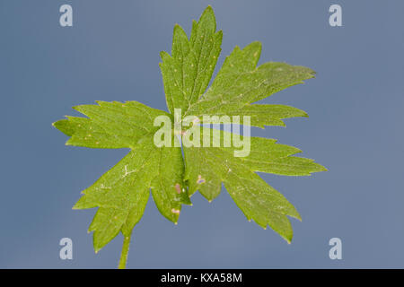 Hahnenfuß Hahnenfuss Scharfer, Scharfer, Blatt, Ranunculus acris, synonyme : Ranunculus acer, meadow renoncule, renoncule âcre, renoncule géant Banque D'Images