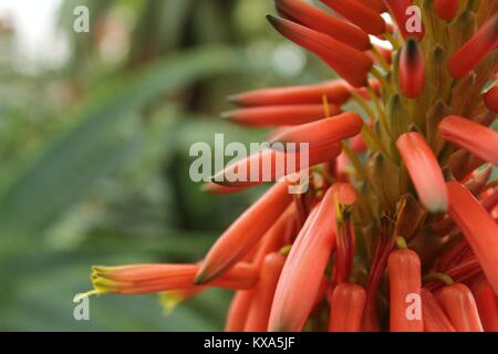 L'Aloe arborescens plante (candélabres Aloe) dans un jardin en hiver Banque D'Images