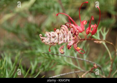Grevillea banksii, kahili fleur dans un jardin d'hiver à Lisbonne Banque D'Images