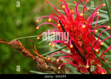 Grevillea banksii, kahili fleur dans un jardin d'hiver à Lisbonne Banque D'Images