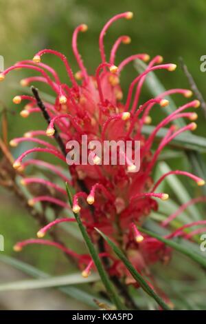 Grevillea banksii, kahili fleur dans un jardin d'hiver à Lisbonne Banque D'Images