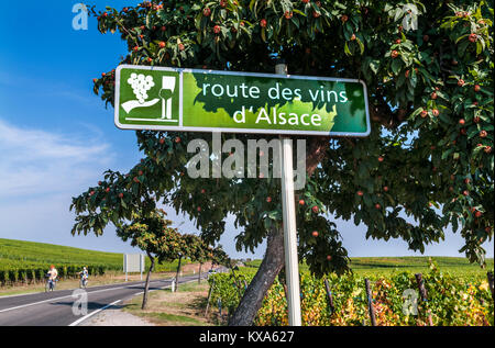 ROUTE DES VINS Route des Vins d'Alsace signe de route dans les vignes près de Riquewihr les touristes cyclistes explorer vignes Riquewihr Haut-Rhin Alsace France Banque D'Images
