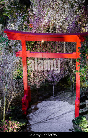 Torri gate enveloppé par les délicates roses pétales de fleurs de Sakura et illuminé la nuit dans le jardin par la baie de Singapour. Banque D'Images