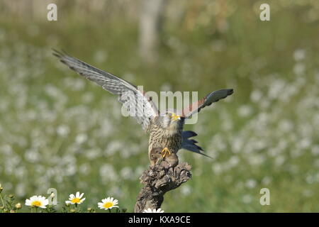 Kestrel européenne une souris chasse sur une branche sèche Banque D'Images