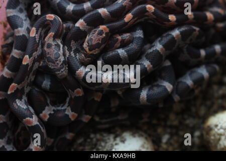 Une balle de petits épis de maïs récemment éclos serpents (Pantherophis guttatus). Les serpents de maïs sont quelques-unes des plus populaires serpents animaux dans les pays de l'Ouest aujourd'hui. Banque D'Images