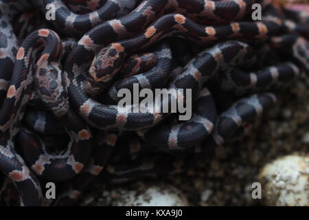 Une balle de petits épis de maïs récemment éclos serpents (Pantherophis guttatus). Les serpents de maïs sont quelques-unes des plus populaires serpents animaux dans les pays de l'Ouest aujourd'hui. Banque D'Images