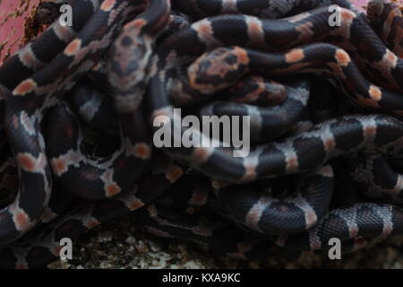 Une balle de petits épis de maïs récemment éclos serpents (Pantherophis guttatus). Les serpents de maïs sont quelques-unes des plus populaires serpents animaux dans les pays de l'Ouest aujourd'hui. Banque D'Images