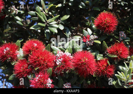 Fleurit sur un arbre de Noël de Nouvelle-Zélande, Metrosideros excelsa, également connu sous le nom de Del Rio ou arbre de fer. Toujours verte qui fleurit à Noël. Banque D'Images