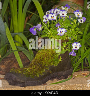 Récipient jardinage avec grappe de fleurs blanches et mauves des pensées de plus en plus ancien boot recyclé avec revêtement de mousse verte Banque D'Images