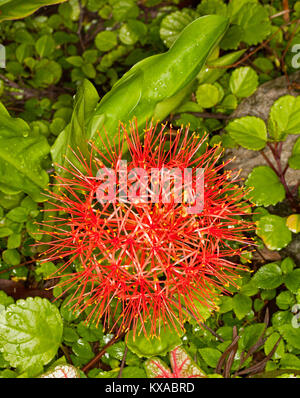 Fleur rouge inhabituelle de l'ampoule de floraison printemps Scadoxus multiflorus syn. Haemanthus, lily de sang africain sur le feuillage vert en arrière-plan Banque D'Images