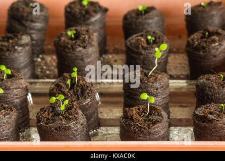 De jeunes arbres de pétunia (Petunia Juss) Plantes en comprimés de tourbe Banque D'Images