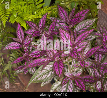 Grappe de feuillage pourpre vif du Strobilanthes dyerianus / dyeriana, Perse, grandissant dans l'usine de bouclier jardin dans le Queensland en Australie. Banque D'Images