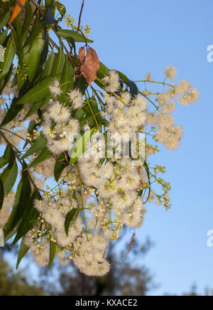 Grappe de fleurs blanc crème de Syzygium floribundum suintantes et lilly pilly arbre, plantes indigènes australiens, contre le ciel bleu Banque D'Images