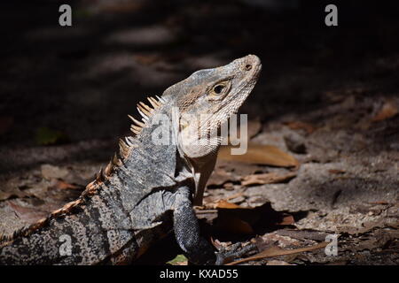 Black Iguana, Parc national Manuel Antonio, Costa Rica Banque D'Images