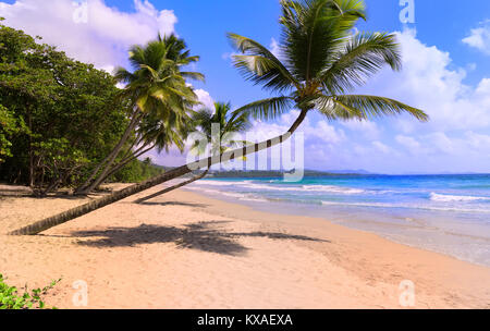 Les palmiers sur la plage des Caraïbes, la Martinique. Banque D'Images