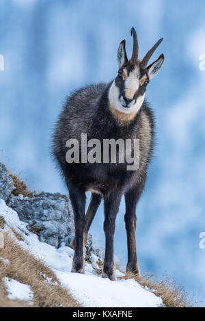 Chamois (Rupicapra rupicapra) dans la neige, Alpes de Berchtesgaden, Allemagne Banque D'Images