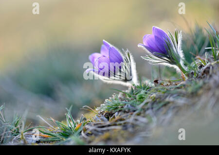 L'anémone pulsatille commune Pulsatilla vulgaris (fleurs), Saxe-Anhalt, Allemagne Banque D'Images