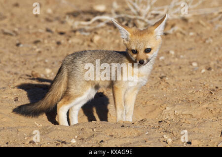 Cape Fox (Vulpes chama),CUB,à l'entrée des terriers, Kgalagadi Transfrontier Park, Northern Cape, Afrique du Sud Banque D'Images