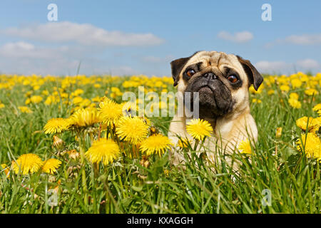 Le PUG est assis dans une prairie pissenlit,Allemagne Banque D'Images