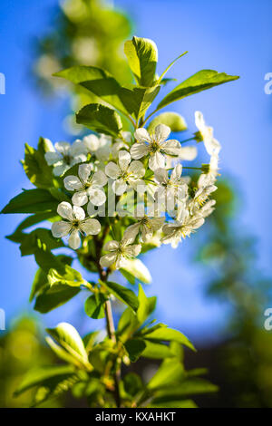 Plum Tree branch rempli de fleurs blanches et de beaux fond de ciel bleu au printemps Banque D'Images