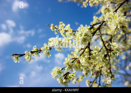 Plum Tree branch rempli de fleurs blanches et de beaux fond de ciel bleu au printemps Banque D'Images