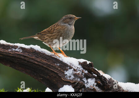 Nid (Prunella modularis) est sur la branche en hiver, de l'Ems, Basse-Saxe, Allemagne Banque D'Images