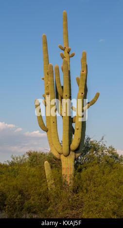 Saguaro géant (Carnegiea gigantea), parc national, Tucson, Arizona, USA Banque D'Images