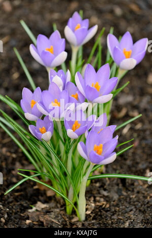 Purple crocus (Crocus sp.), Allemagne Banque D'Images