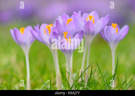 Purple crocus (Crocus sp.) dans un pré, Allemagne Banque D'Images