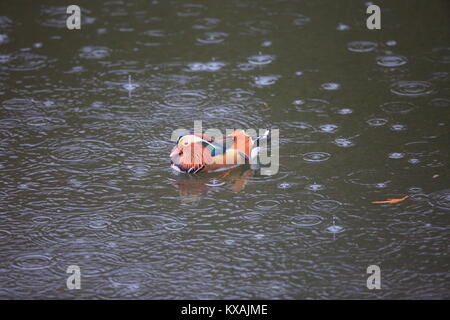 Canard mandarin (Aix galericulata) au Japon Banque D'Images