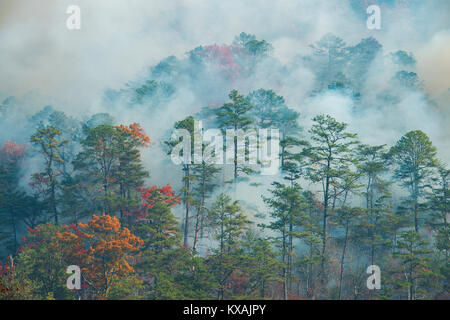 Une traînée de fumée et, Great Smoky Mountains NP, en novembre 2016, par Bill Lea/Dembinsky Assoc Photo Banque D'Images