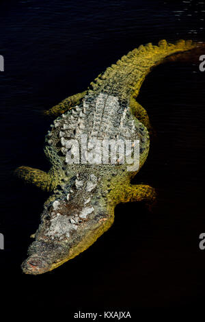 Crocodile (Crocodylus acutus), Everglades NP, Florida USA, par Bill Lea/Dembinsky Assoc Photo Banque D'Images