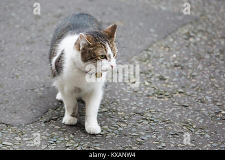 Londres, Royaume-Uni. 8 janvier, 2018. Larry, Chef du Bureau du Cabinet à Mouser, rôde à Downing Street sur le matin d'un remaniement ministériel par le Premier ministre Theresa May. Credit : Mark Kerrison/Alamy Live News Banque D'Images