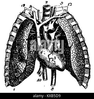 L'illustration médicale 'Corazón y pulmones' montre des structures anatomiques détaillées du cœur et des poumons humains, utilisées pour l'éducation et l'étude en anatomie et physiologie. Banque D'Images