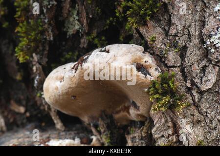 Willow champignon, Phellinus igniarius, également appelé fire éponge, est une cause majeure de la pourriture blanche. Banque D'Images