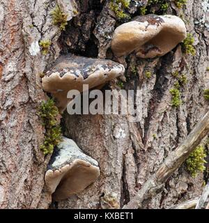 Willow champignon, Phellinus igniarius, également appelé fire éponge, est une cause majeure de la pourriture blanche. Banque D'Images