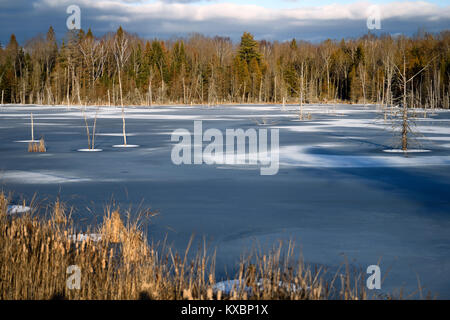 Au début de l'hiver le lac gelé au coucher du soleil avec les arbres morts et les joncs sur la route 37 et 7 en Tweed Ontario Canada Banque D'Images