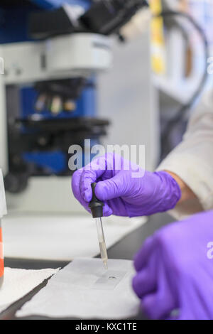 Chimiste de laboratoire en plaçant une petite quantité de liquide sur une diapositive Banque D'Images