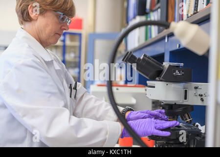 Chimiste de laboratoire en plaçant un échantillon glisser sur un microscope Banque D'Images