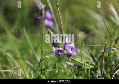 Fleur violette en Italie Banque D'Images