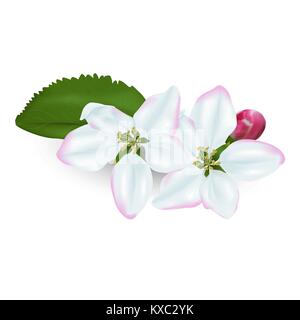 Fleurs d'un pommier sur un fond blanc Illustration de Vecteur