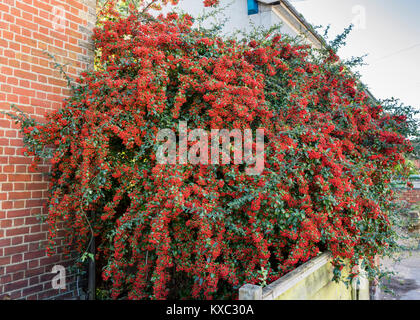 Baies rouge vif sur une plante Multi (Pyracantha coccinea), arbuste de jardin en décembre, England, UK Banque D'Images