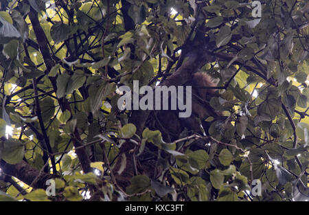 Sloth brun endormi dans un arbre, Forêt Nuageuse de Monteverde, Costa Rica Banque D'Images
